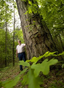 Loblolly pine in Mount Enterprise. Photo by Les Hassell.