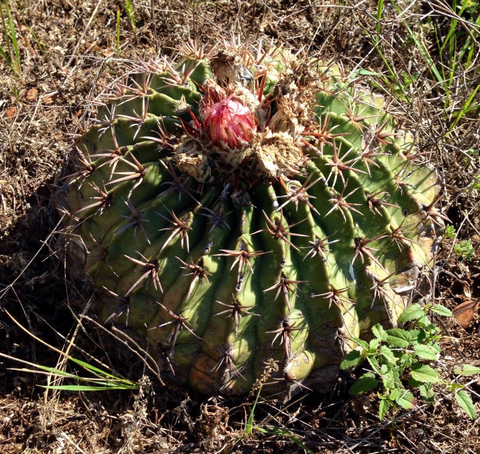 Horse Crippler